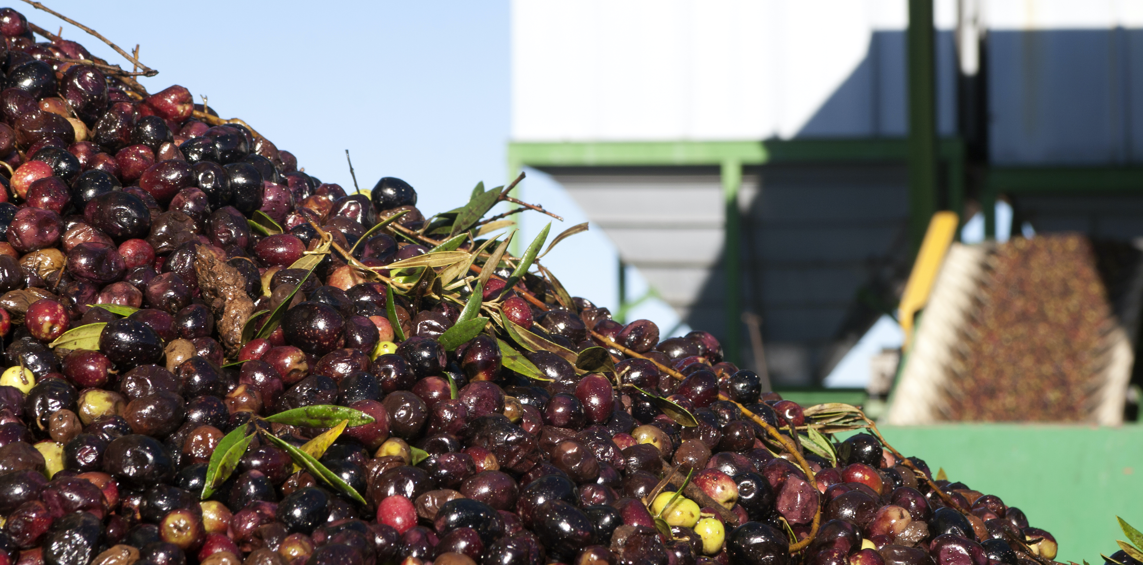Materia prima de nuestro Aceite de oliva virgen extra Maeva