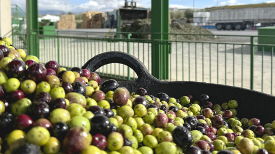 aove bottling experts envasadora aceite