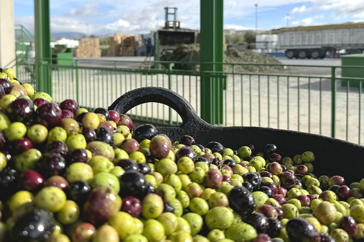 aove bottling experts envasadora aceite